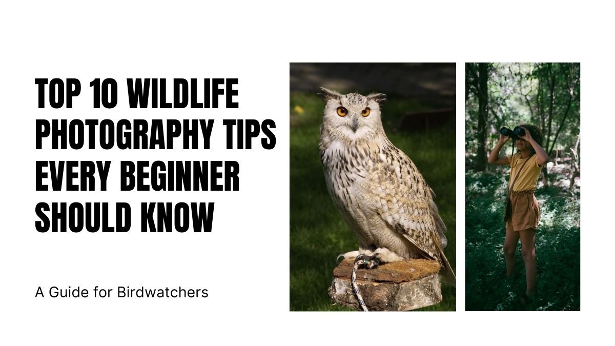 wildlife photography tips, wildlife photography for beginners, beginner photography guide, wildlife camera settings, wildlife photography tricks,