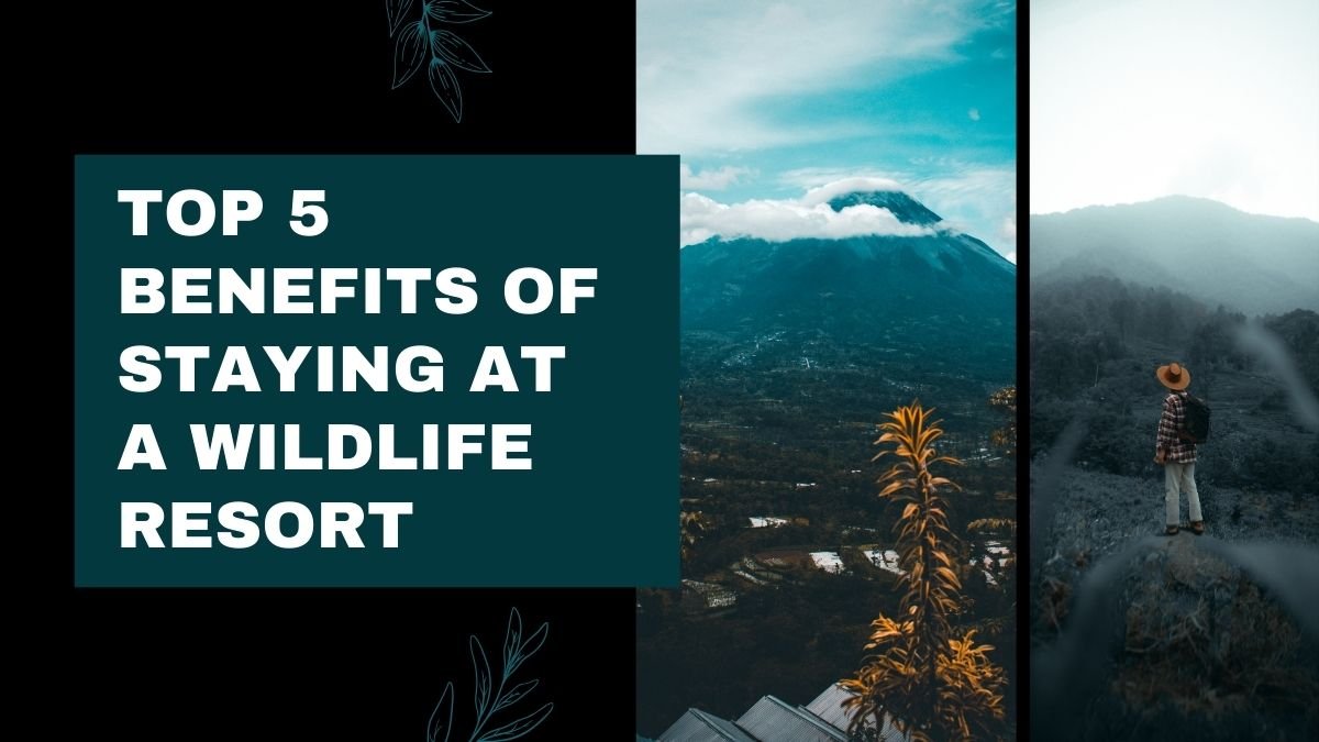 wildlife resort, wildlife tourism, nature stay, eco resort, jungle resort, safari lodge, wildlife experience, eco tourism, travel accommodation, nature retreat,